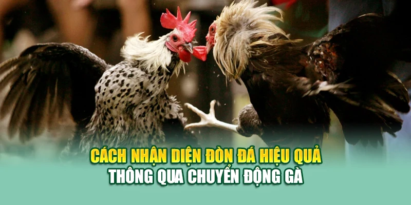 Cách nhận diện đòn đá hiệu quả thông qua chuyển động gà